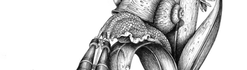 Un escargot sur une planche