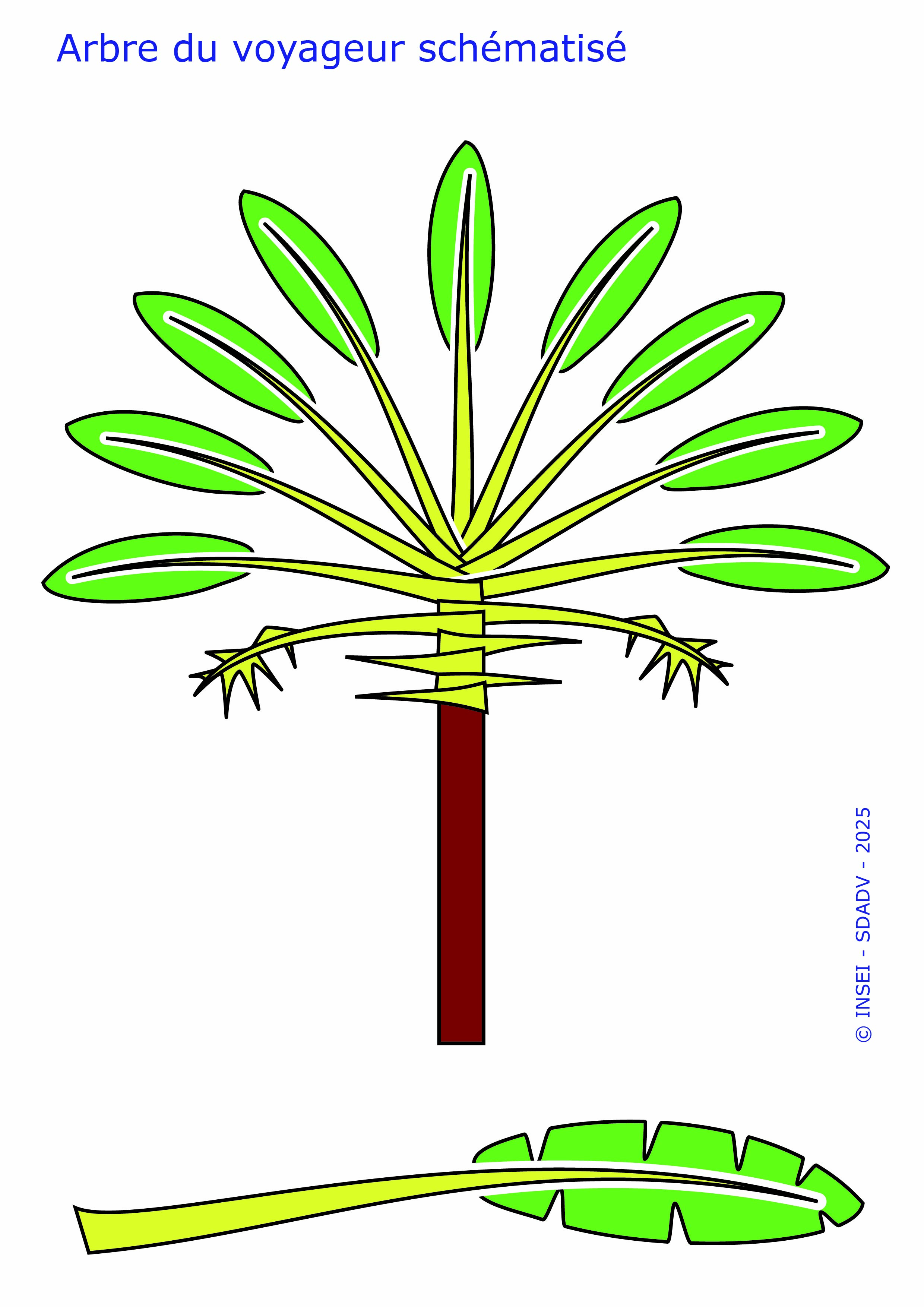 Vignette arbre du voyageur