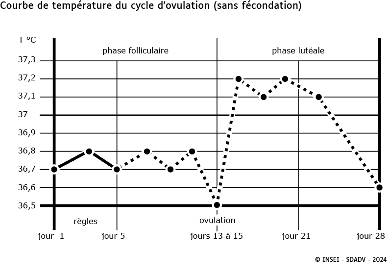 Courbe de température du cyle d'ovulation