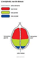 Image de la fiche SDADV