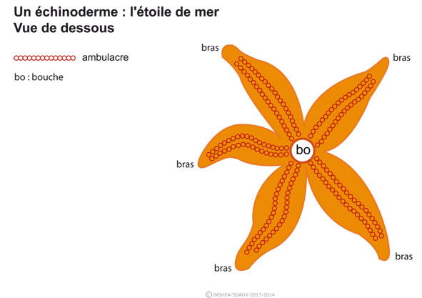 Imagette du document