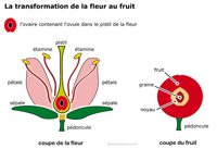 Imagette du document
