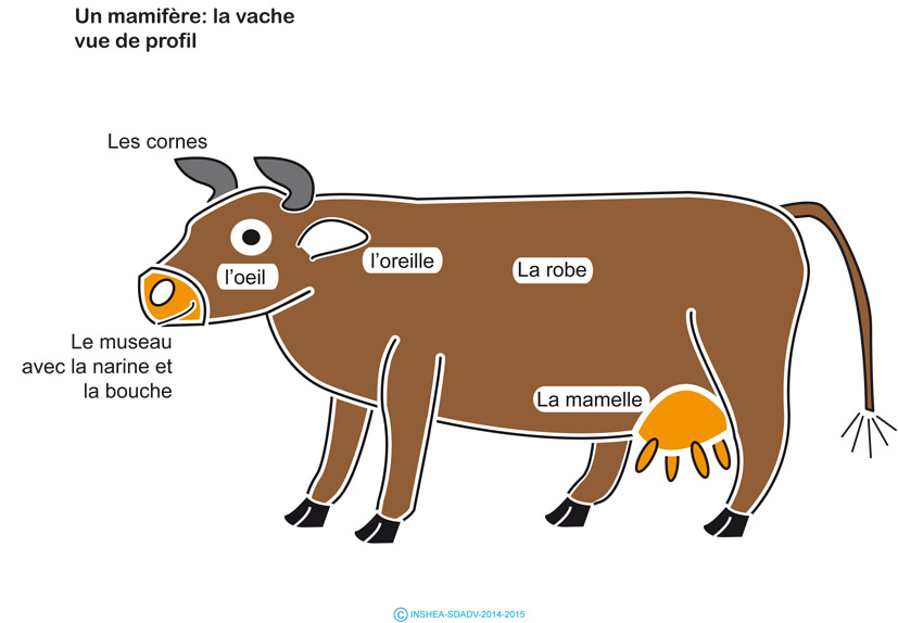 Image d'illustration